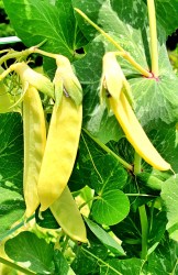 yellow pea2